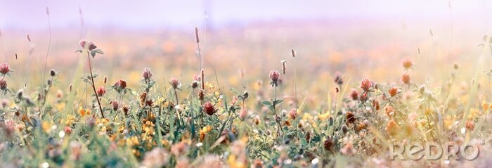 Poster  Prairie brûlée par le soleil et les fleurs