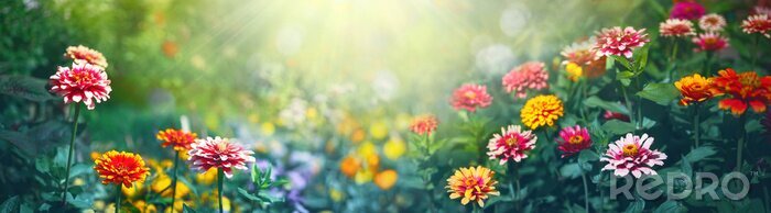Poster  Prairie de fleurs au soleil d'été