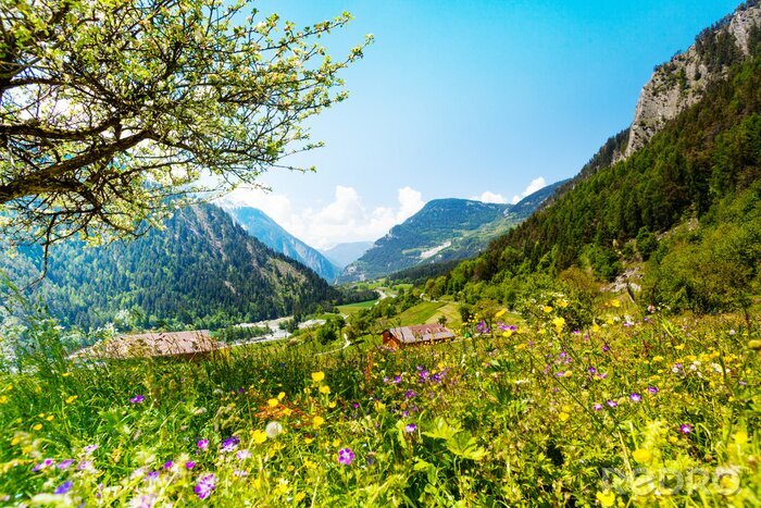 Poster  Prairie de montagne et vue