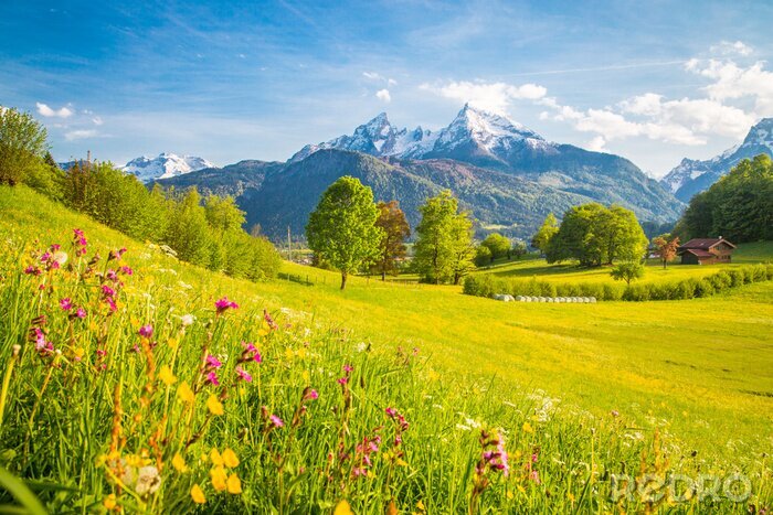 Poster  Prairie en fleurs au printemps