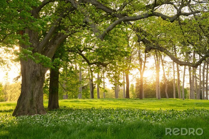 Poster  Prairie en forêt