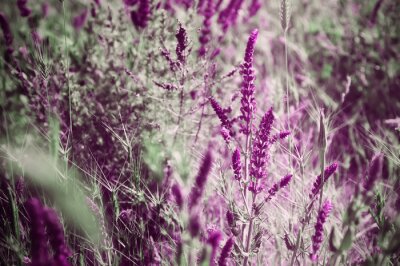 Poster  Prairie semée de fleurs violettes