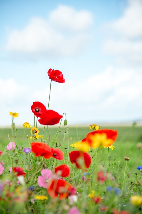 Poster  Pré de fleurs sauvages au Pays de Galles