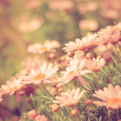 Sticker  pré de fleurs vintage rétro