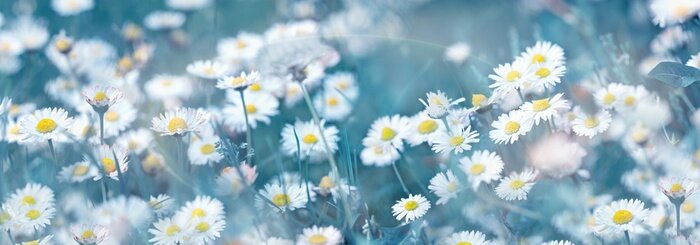 Poster  Pré rempli de pâquerettes