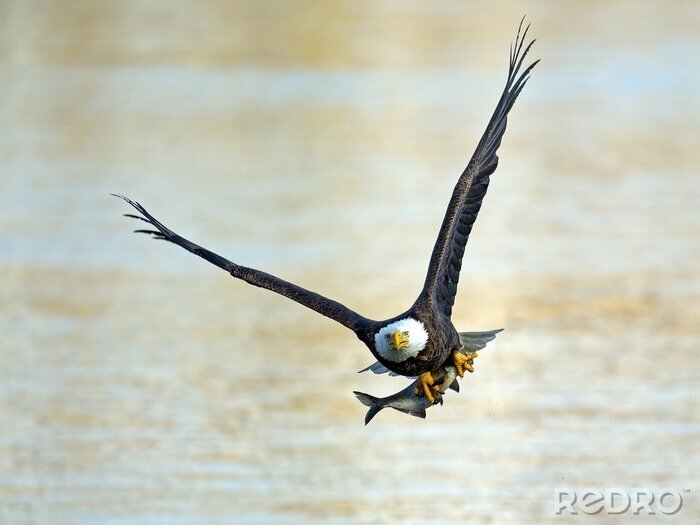 Poster  Prédateur avec un poisson dans ses griffes