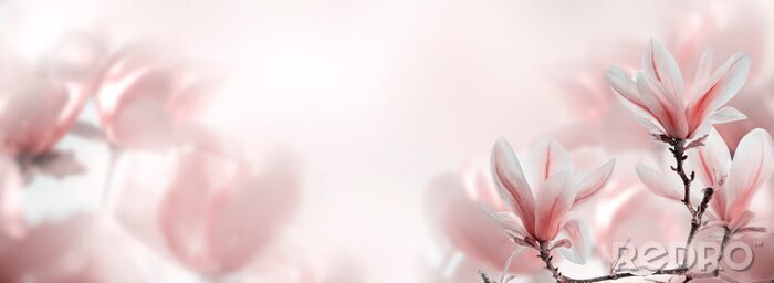 Poster  Printemps dans la nature magnolias en fleurs