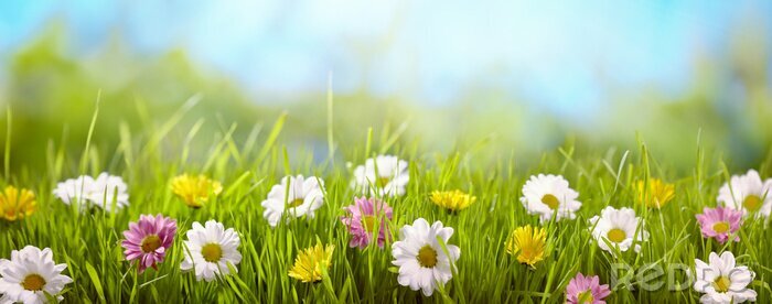 Poster  Printemps, fleur, pré