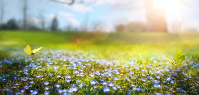 Printemps nature abstrait; fleur de printemps et papillon