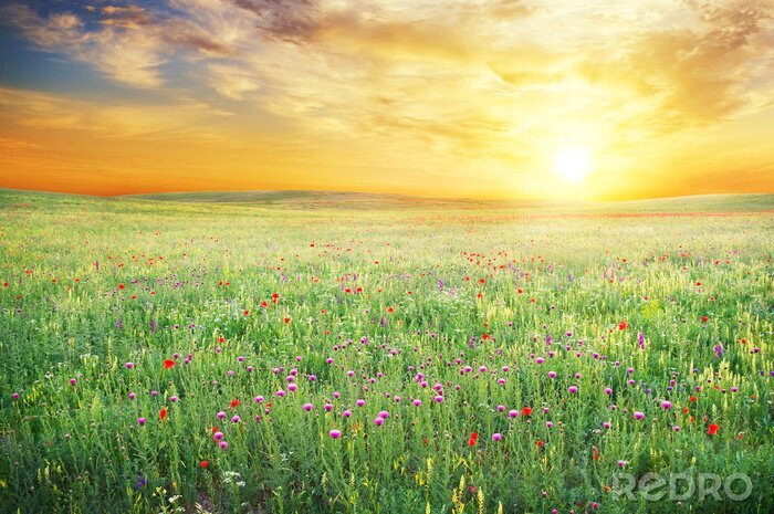 Poster  Printemps, pré