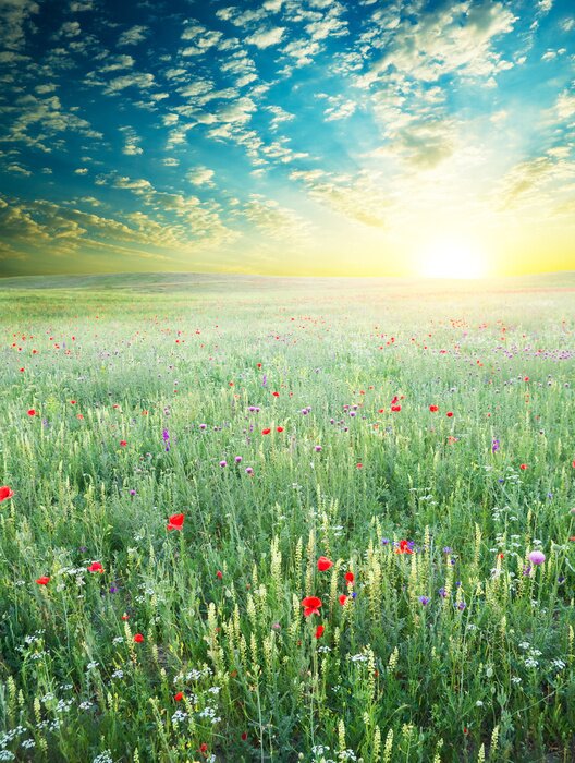 Poster  Printemps pré de fleurs de violette.