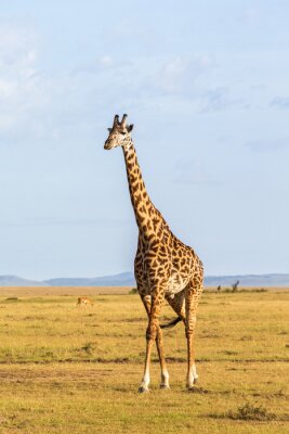 Poster  Promenade de girafe sur la savane