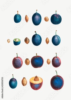 Poster  Prunes et noyaux