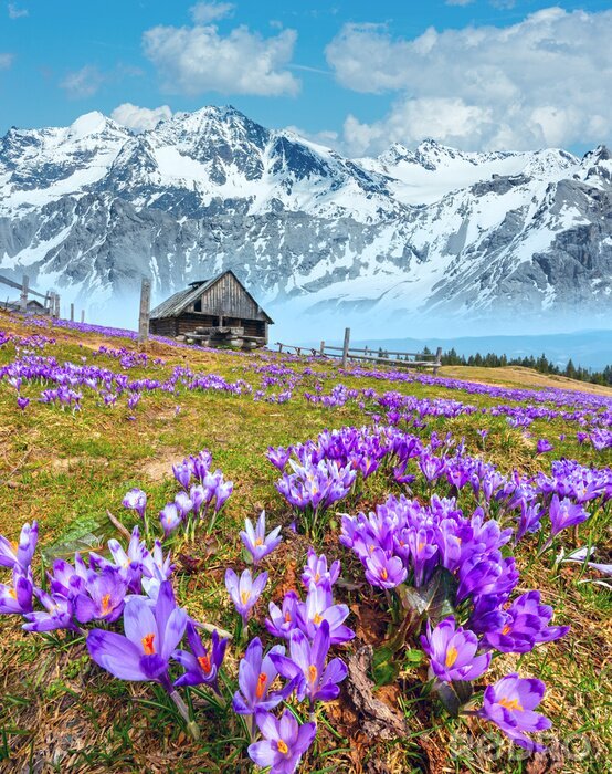 Poster  Purple Crocus flowers on spring mountain