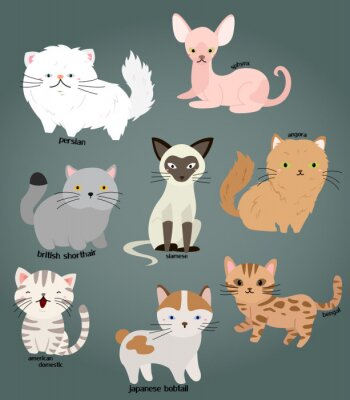 Poster  Races de chat dans le dessin