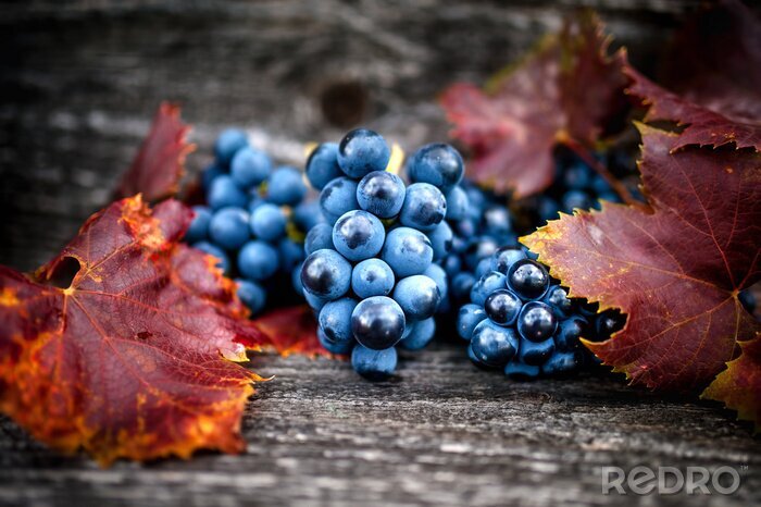 Poster  Raisins mûrs sur la récolte de l'automne au vignoble avec des feuilles