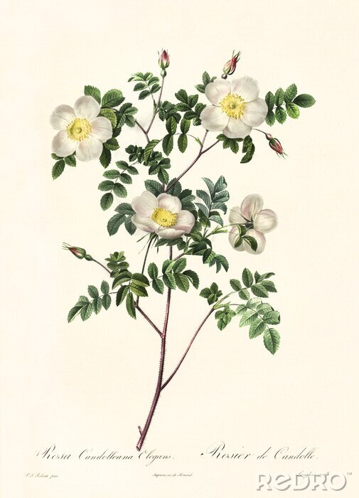 Poster  Rameau à fleurs blanches et jaunes