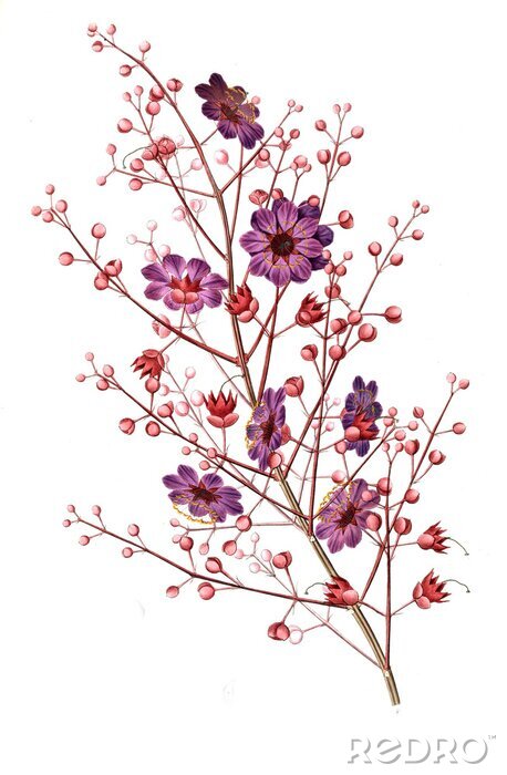 Poster  Rameau à fleurs violettes et bourgeons roses