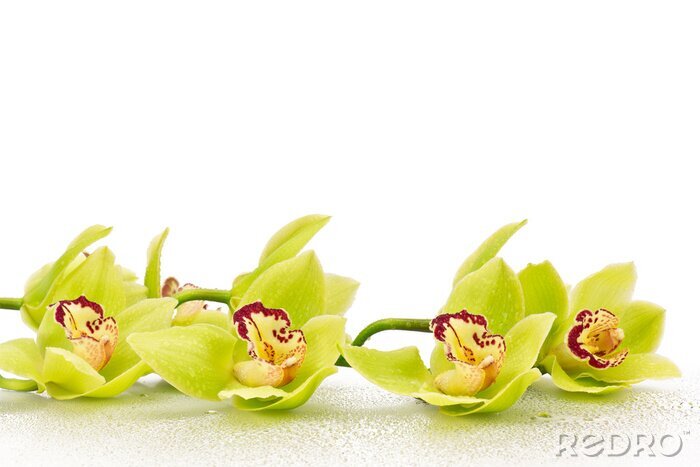 Poster  Rameau ave des fleurs vertes d'orchidées