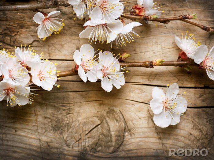 Poster  Rameau avec de jeunes fleurs au printemps