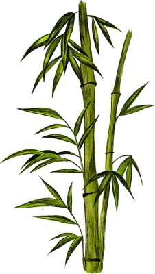Poster  Rameau de bambou avec tige ombragée