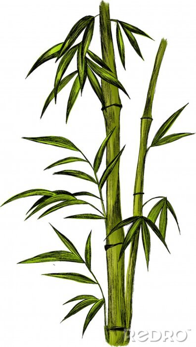 Poster  Rameau de bambou avec tige ombragée