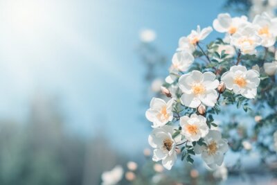 Rameau de printemps à fleurs blanches