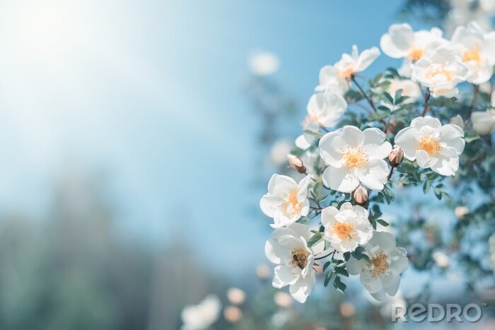 Poster  Rameau de printemps à fleurs blanches