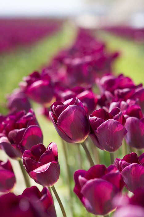 Poster  Rangées de fleurs mauves