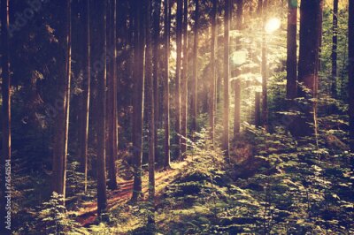 Poster  Rayons de soleil filtrant entre les arbres de la forêt