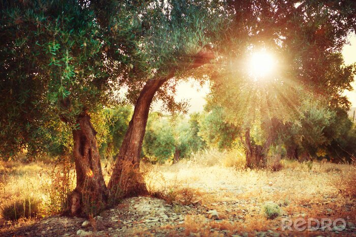 Poster  Rayons de soleil perçant à travers des oliviers
