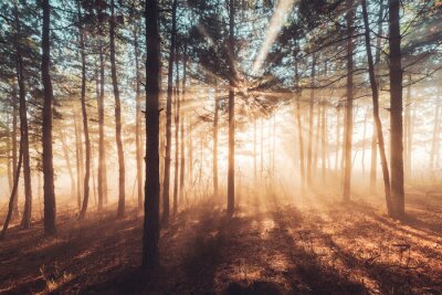 Rayons de soleil perçant la forêt brumeuse
