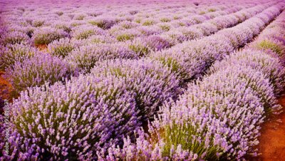 Poster  Rayures violettes de lavande en fleurs