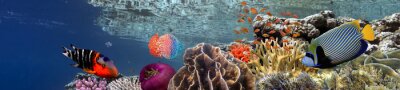 Récif corallien et poissons en 3D