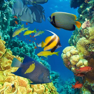 Récifs coralliens et animaux