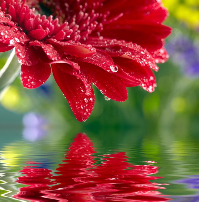 Poster  Red daisy-gerbera reflète dans l'eau