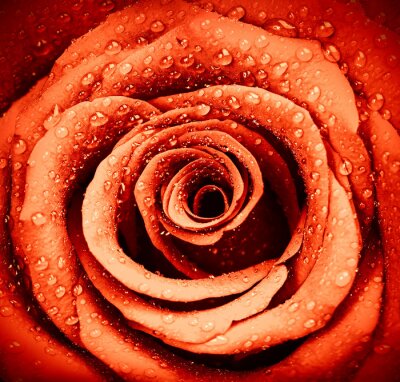 Red fond rose