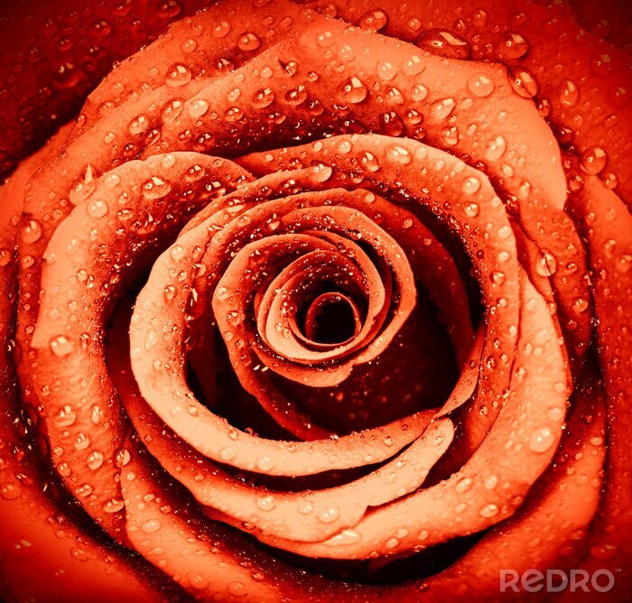 Poster  Red fond rose