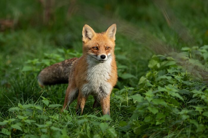 Poster  Red fox in the forest during the autumn