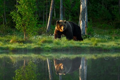 Reflet d'un ours dans le lac