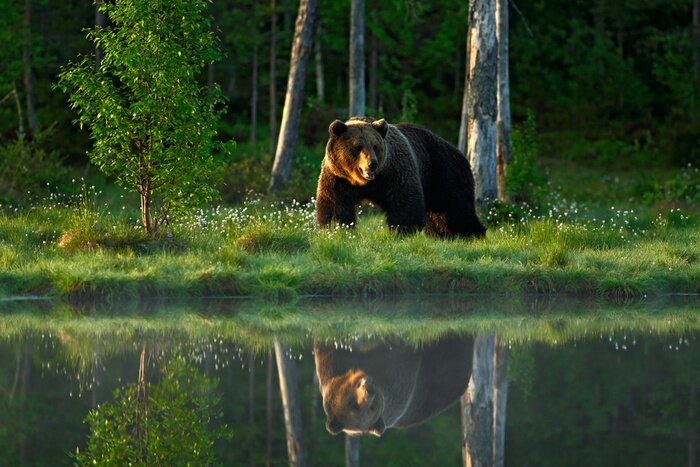 Poster  Reflet d'un ours dans le lac