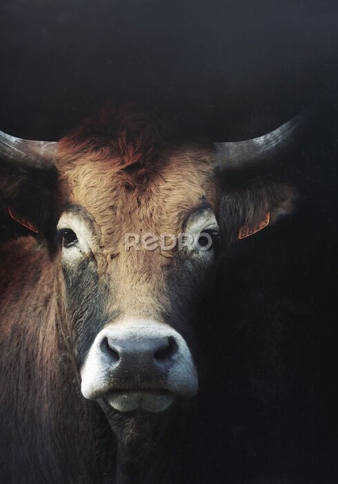 Poster  Regard d'une vache