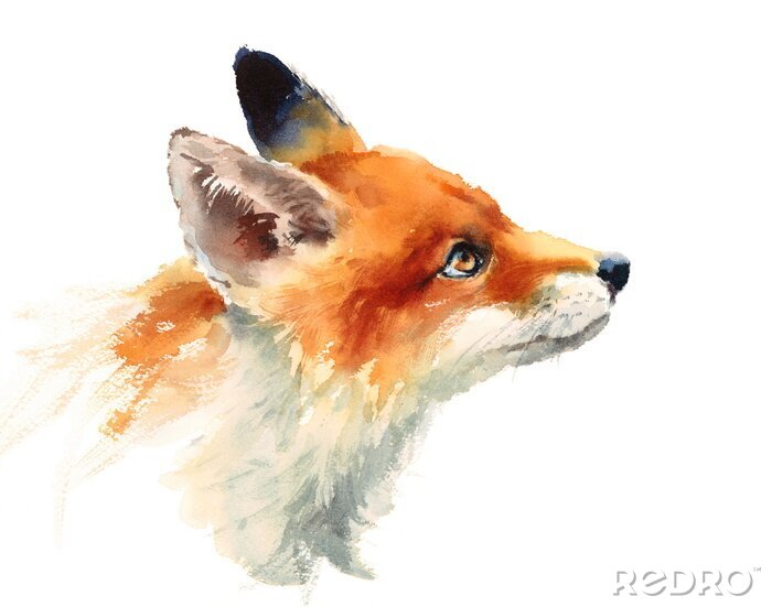 Poster  Renard dans une délicate aquarelle