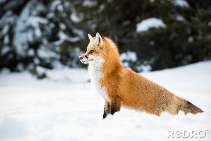 Poster  Renard rouge