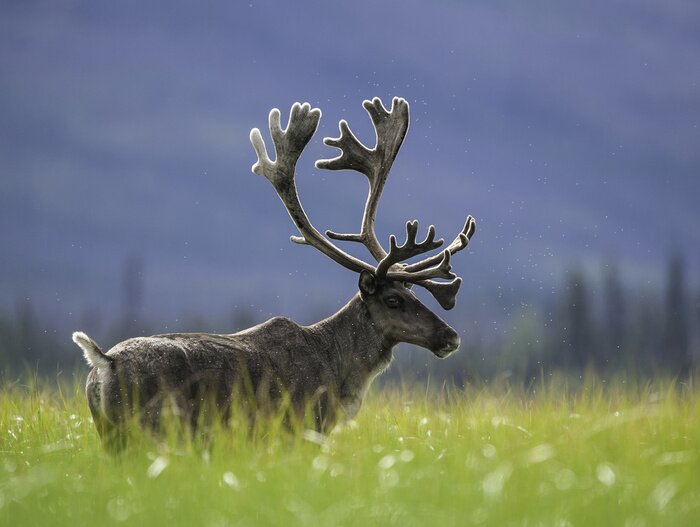 Poster  Renne américain dans une prairie verte