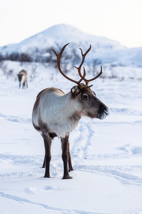 Poster  Renne et paysage hivernal norvégien