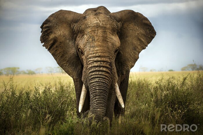 Poster  Représentation exceptionnelle d'un éléphant