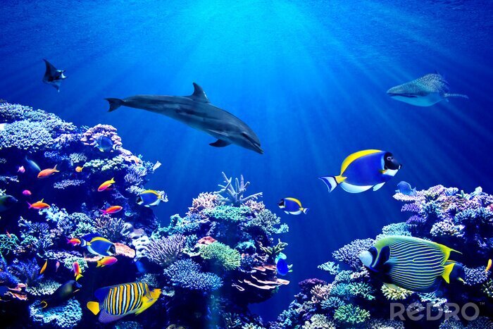 Poster  Requins-raies et récif corallien