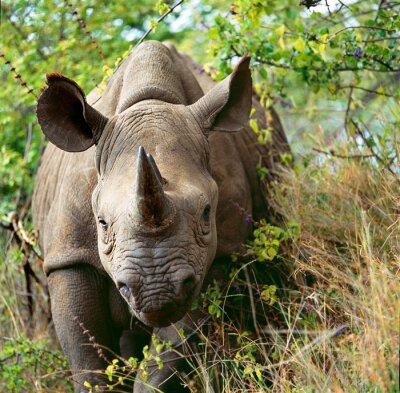 Poster  rhinocéros