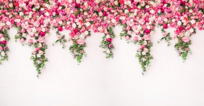 Poster  Rideau de roses roses et blanches